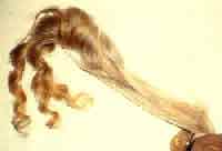 Cow tail hairs used in assembling tefillin
