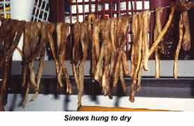 Sinews for sewing tefillin in their raw form
