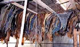 Drying of parchment for Torahs, tefillin, mezuzahs and megillahs